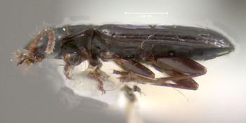 Media type: image;   Entomology 602260 Aspect: habitus lateral view